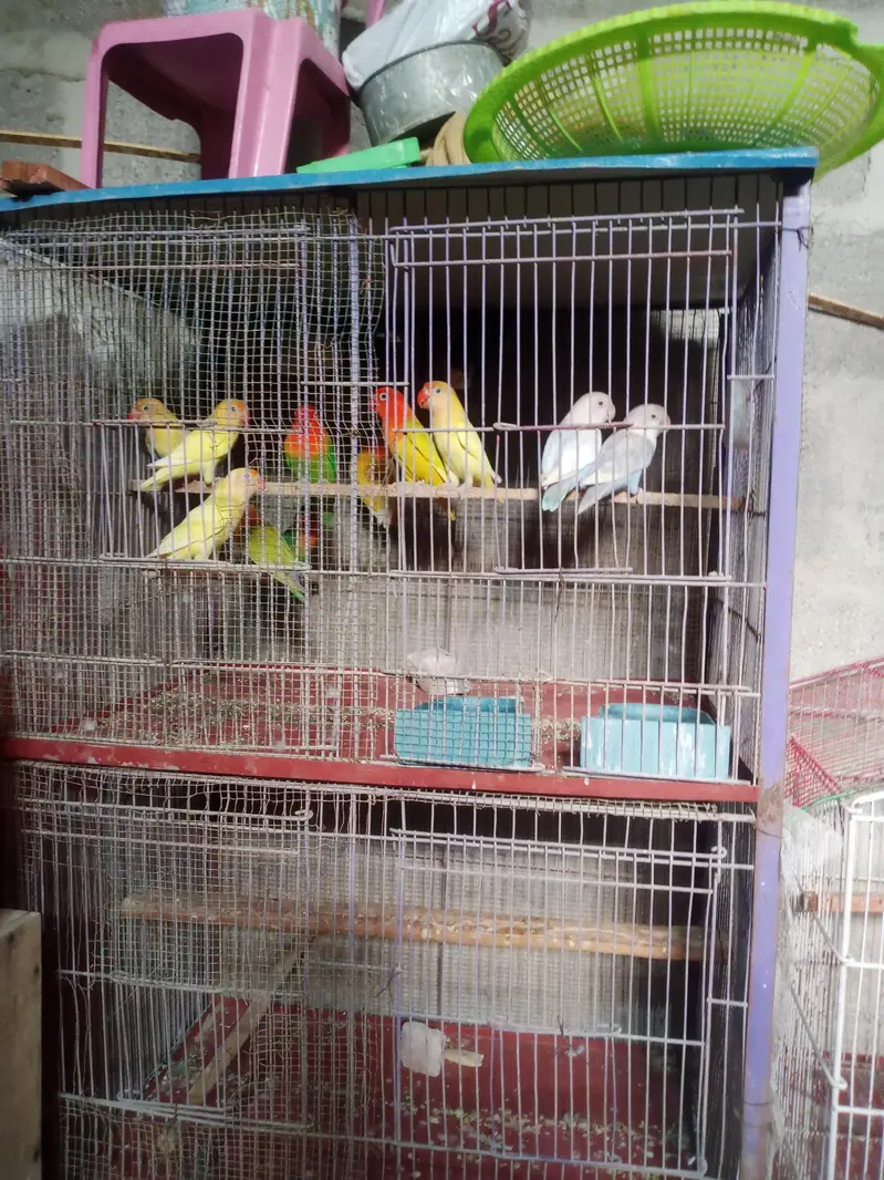 sir ma apna setup sale out kar Raha hu par piece800 — photo 2