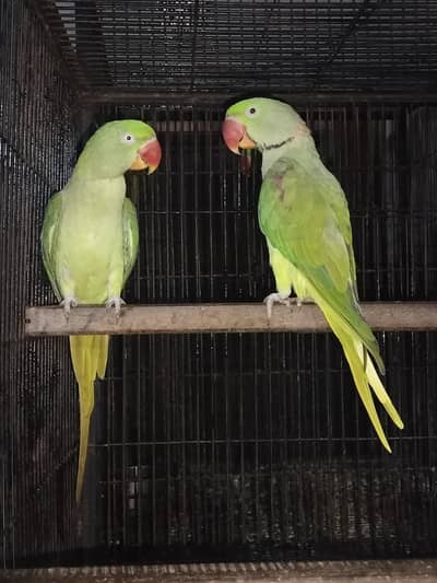 Raw talking pair
