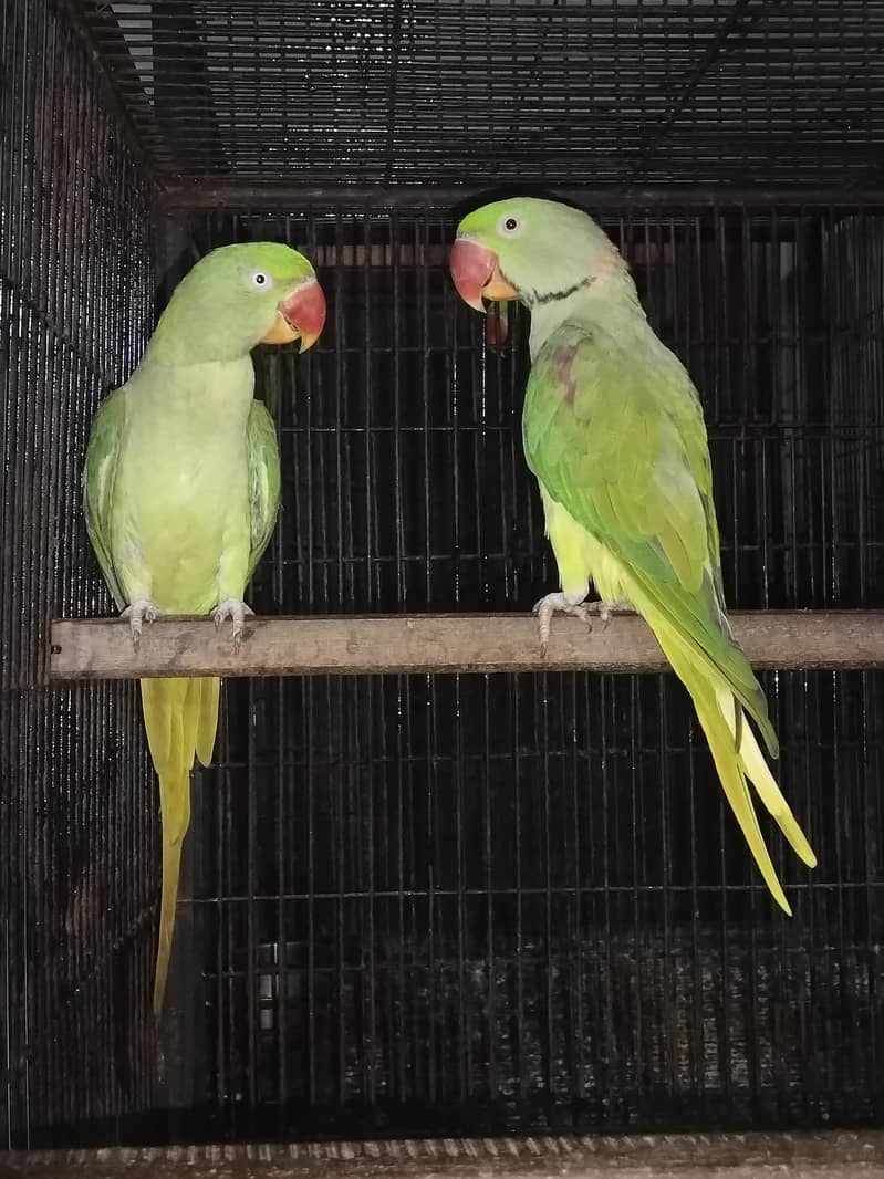 Raw talking pair 0
