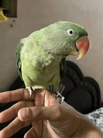 Kashmiri raw parrot for sale age 1.5 years