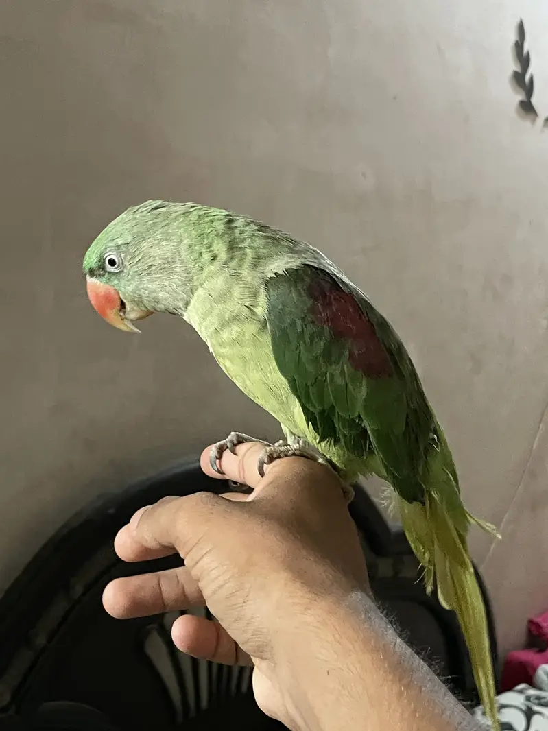Kashmiri raw parrot for sale age 1.5 years — photo 2