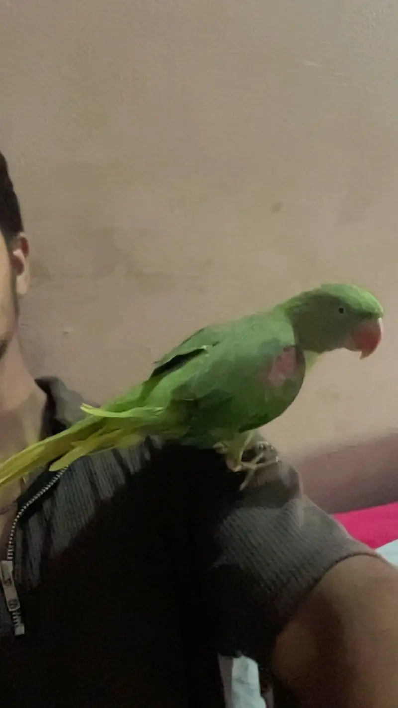 Kashmiri raw parrot for sale age 1.5 years — photo 3