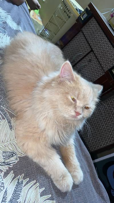 2 year male cat 6 month male kitten
