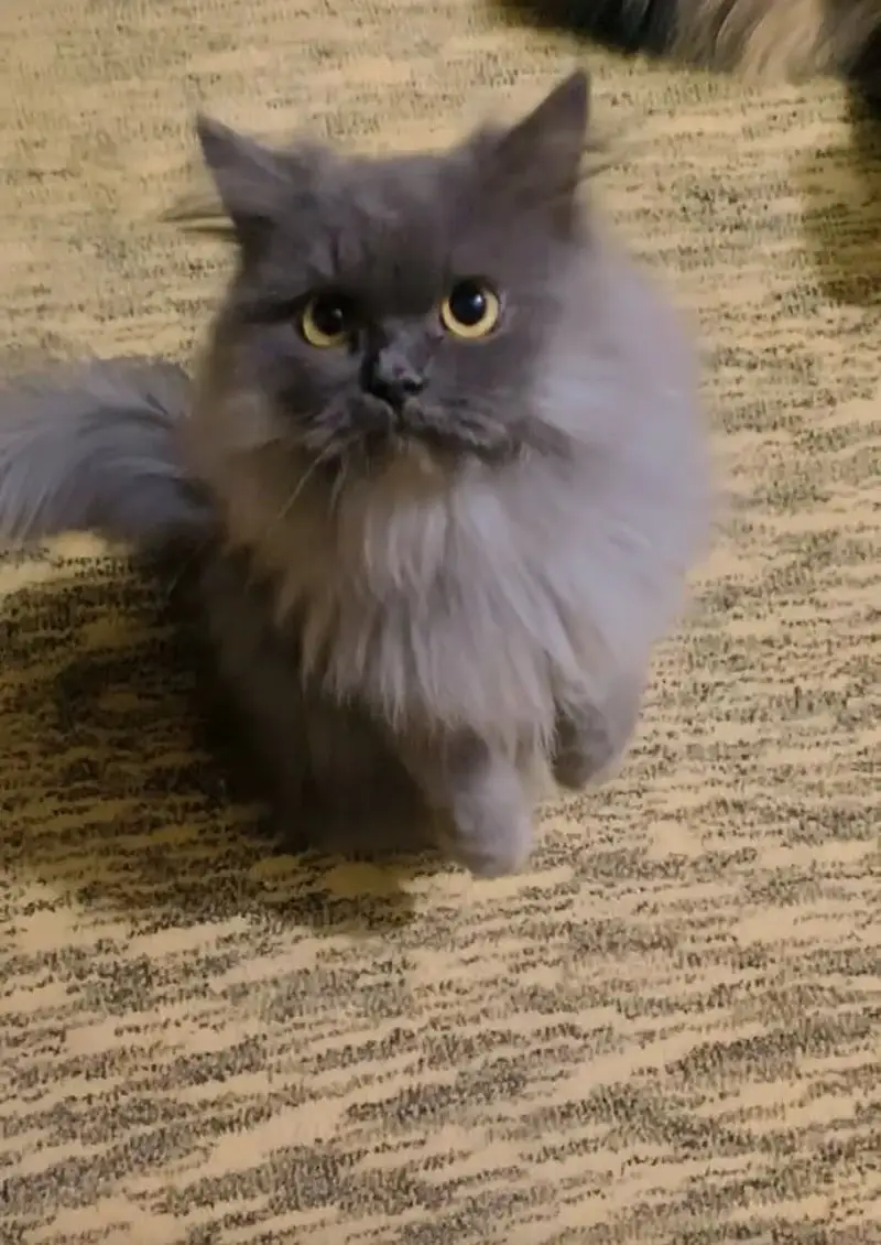 2 year male cat 6 month male kitten — photo 4