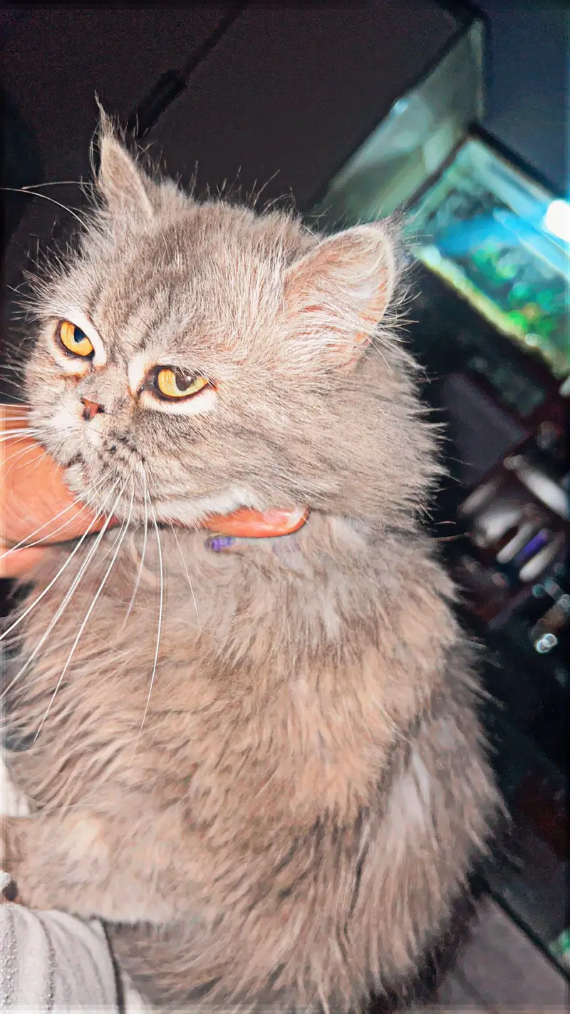 tripple coated persian female cat — photo 2