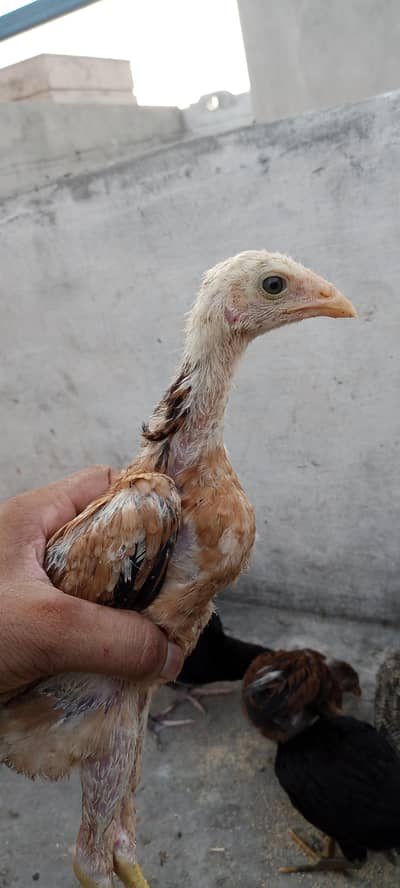 aseel for sale 3500 ka ka bacha hai