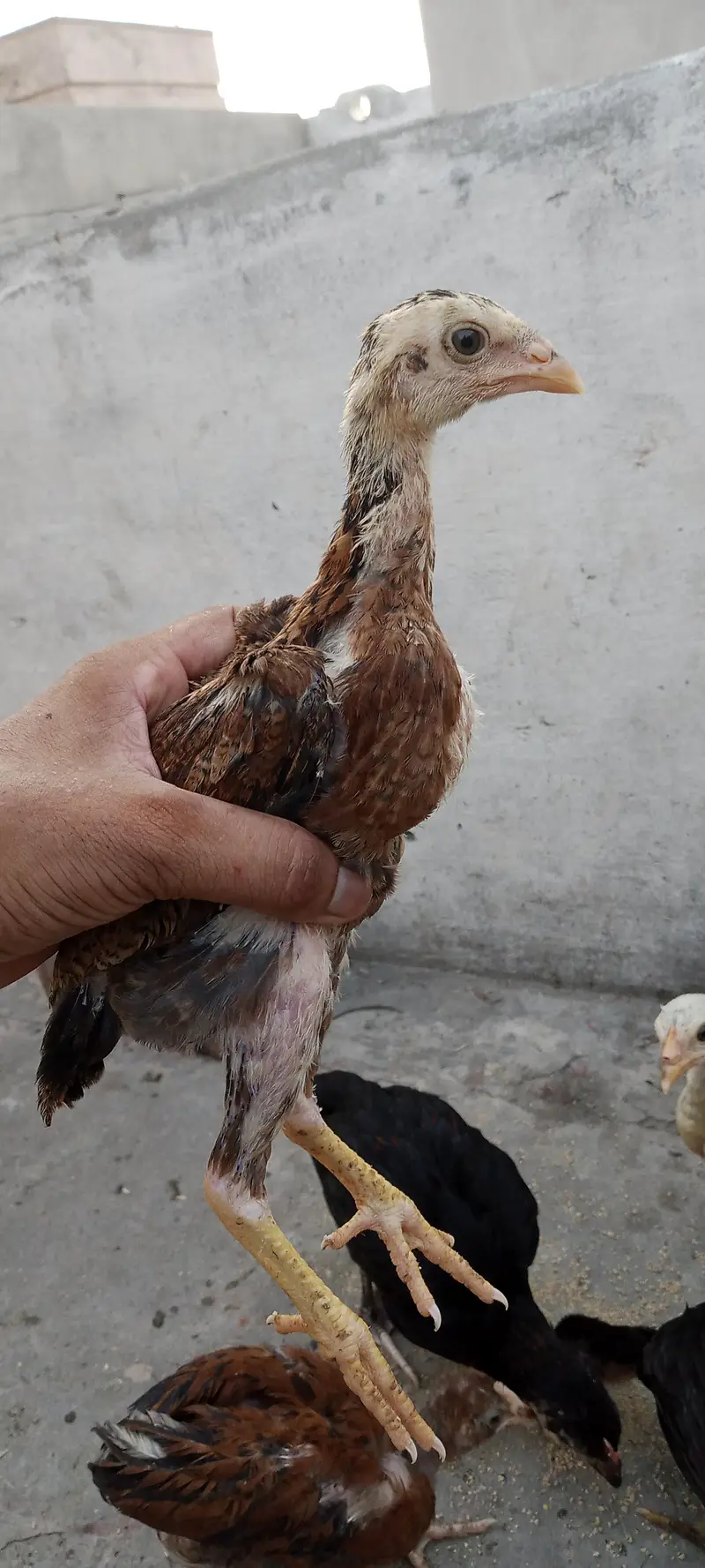 aseel for sale 3500 ka ka bacha hai — photo 2