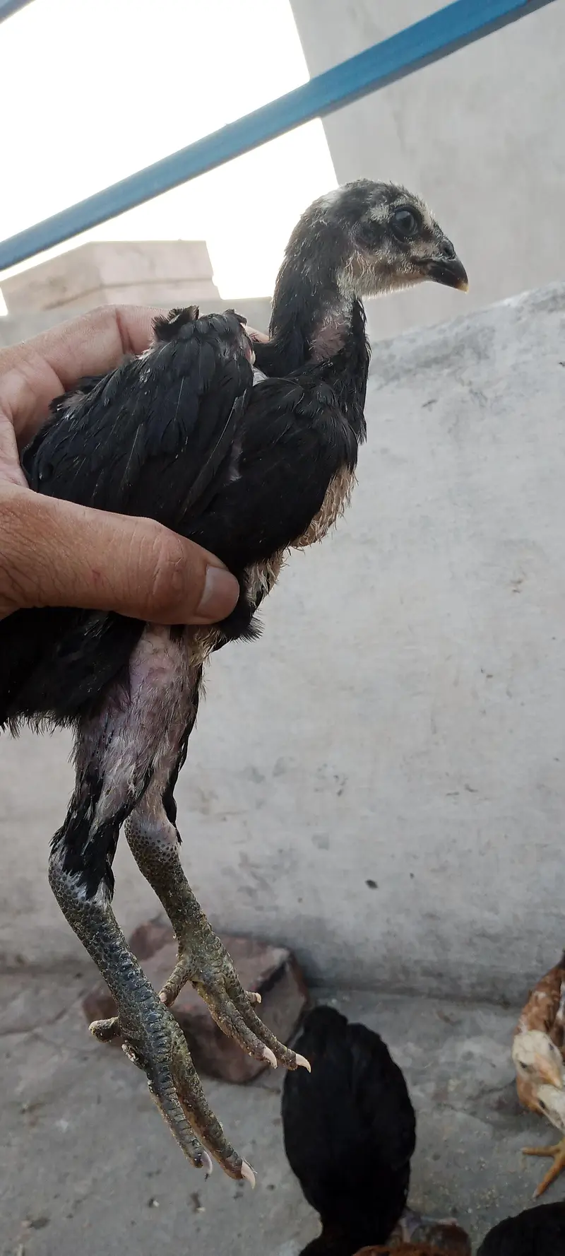 aseel for sale 3500 ka ka bacha hai — photo 3