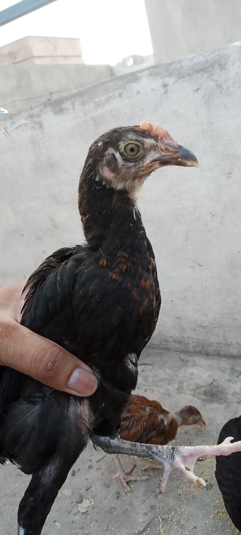 aseel for sale 3500 ka ka bacha hai — photo 4
