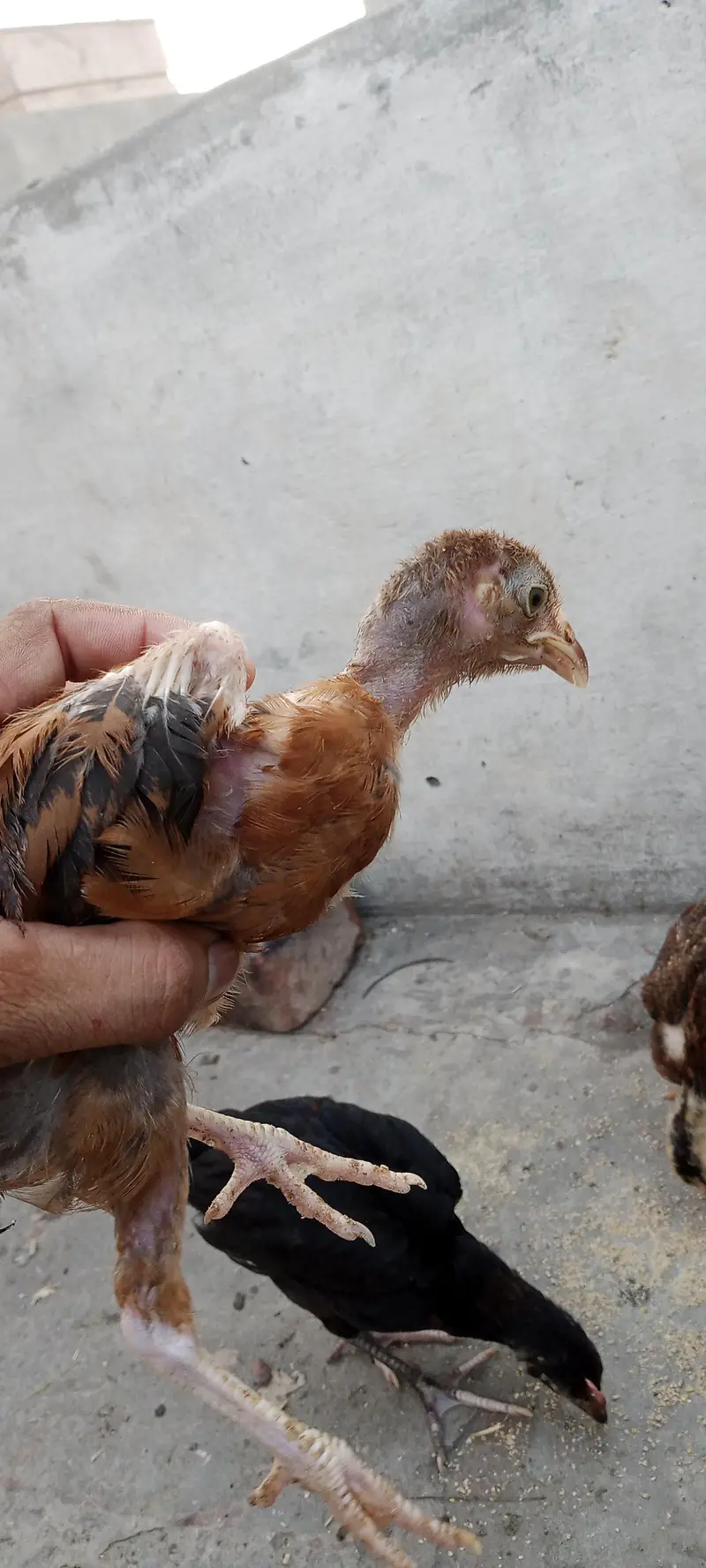 aseel for sale 3500 ka ka bacha hai — photo 5