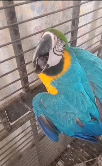Blue and Gold Macaw breeder Female