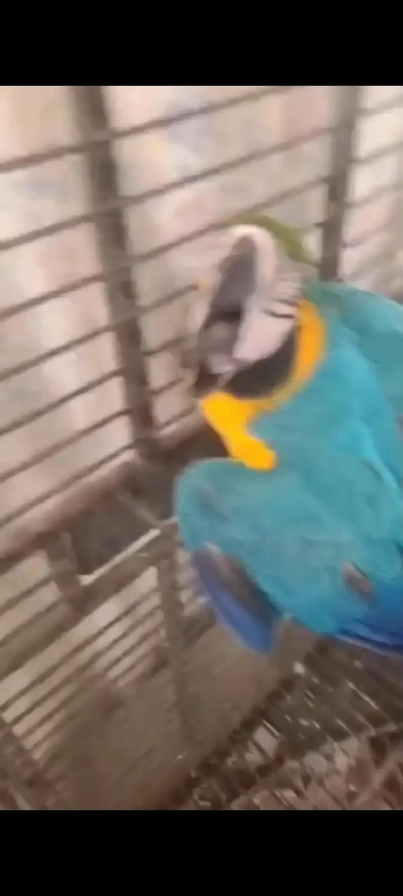 Blue and Gold Macaw breeder Female — photo 2