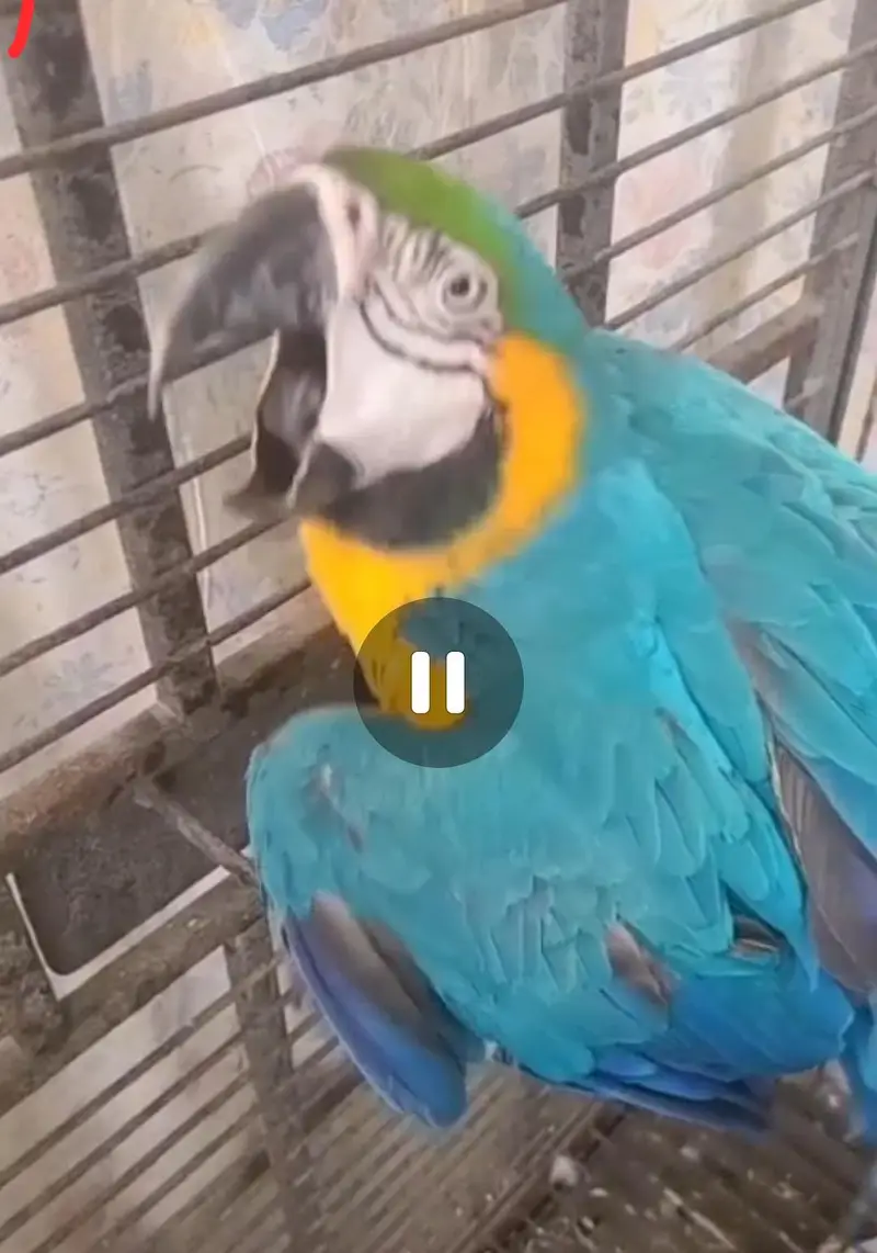 Blue and Gold Macaw breeder Female — photo 3