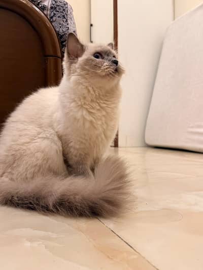Sherkhan our Handsome Male Cat Looking for a Loving Home