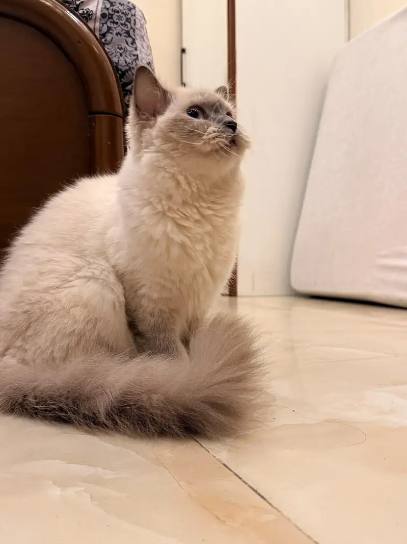 Sherkhan our Handsome Male Cat Looking for a Loving Home