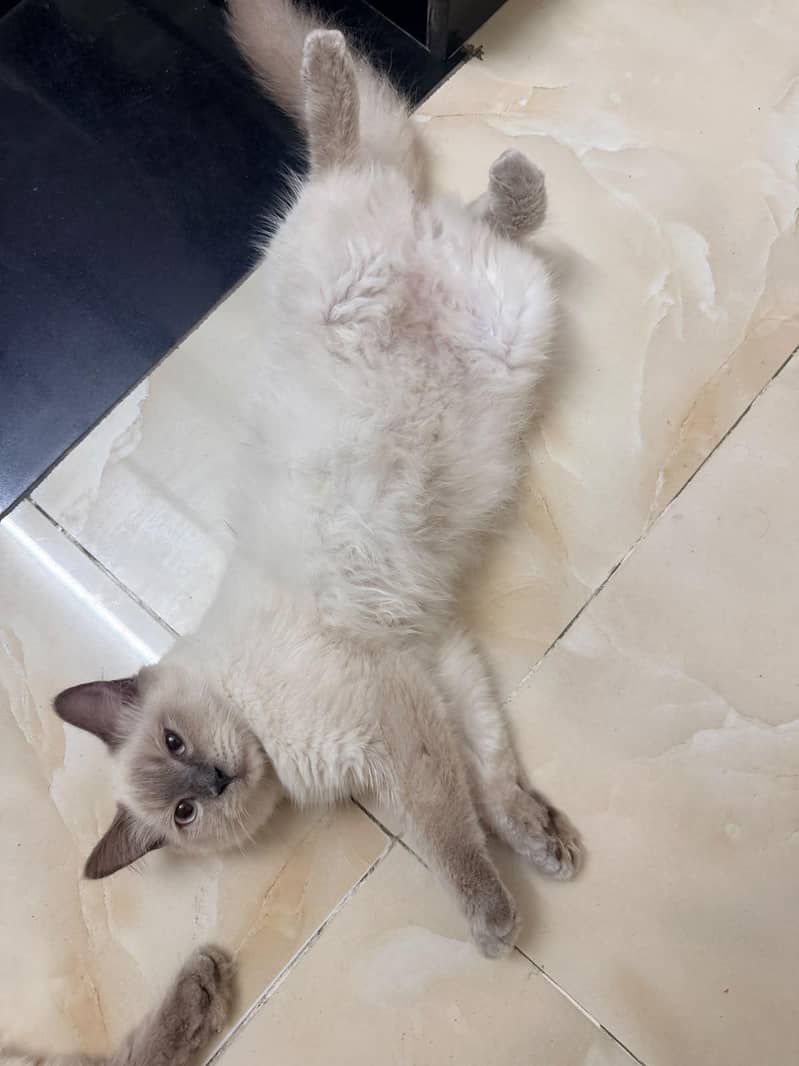 Siamese Cat 2
