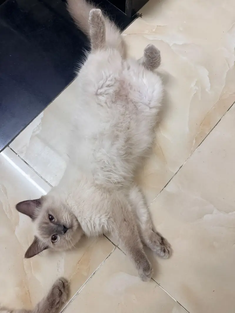 Sherkhan our Handsome Male Cat Looking for a Loving Home — photo 3