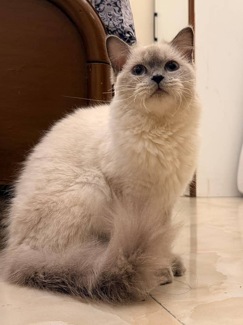 Siamese Cat 3