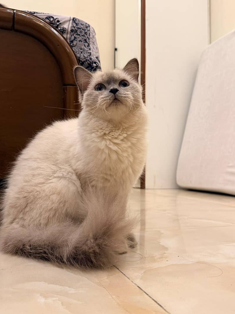 Siamese Cat 4