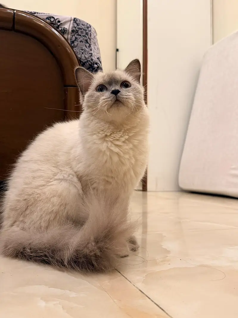Sherkhan our Handsome Male Cat Looking for a Loving Home — photo 5