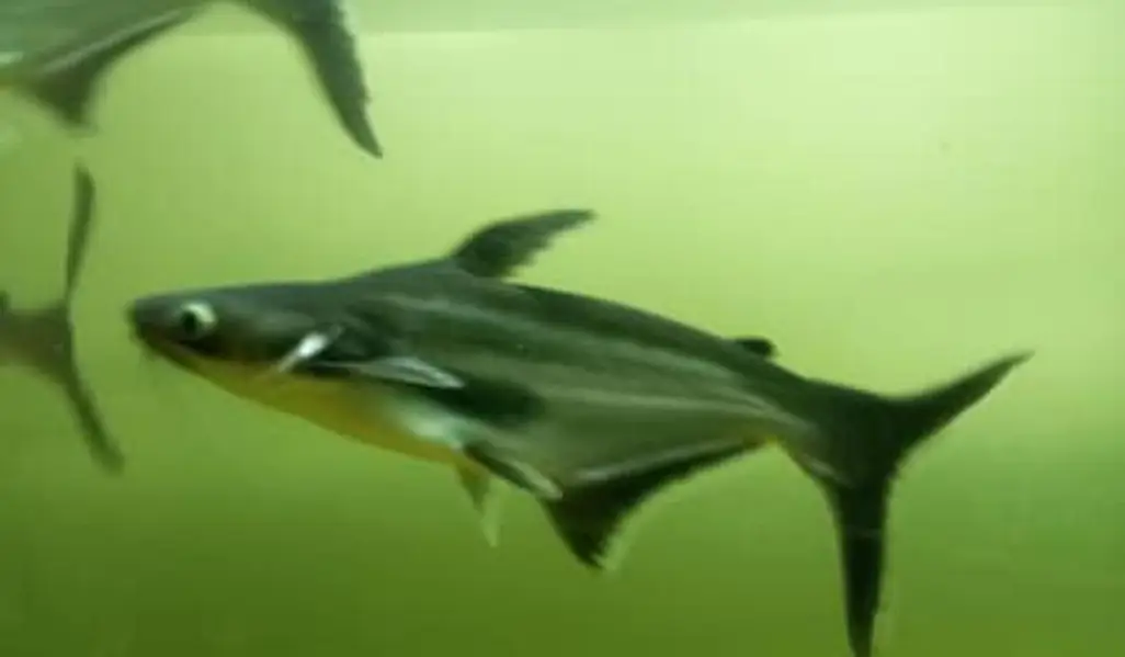 blue line sharks — photo 2