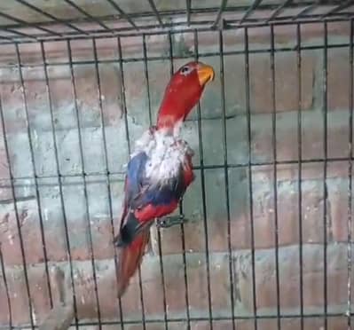 Red Molucun Lorry Breeder Male
