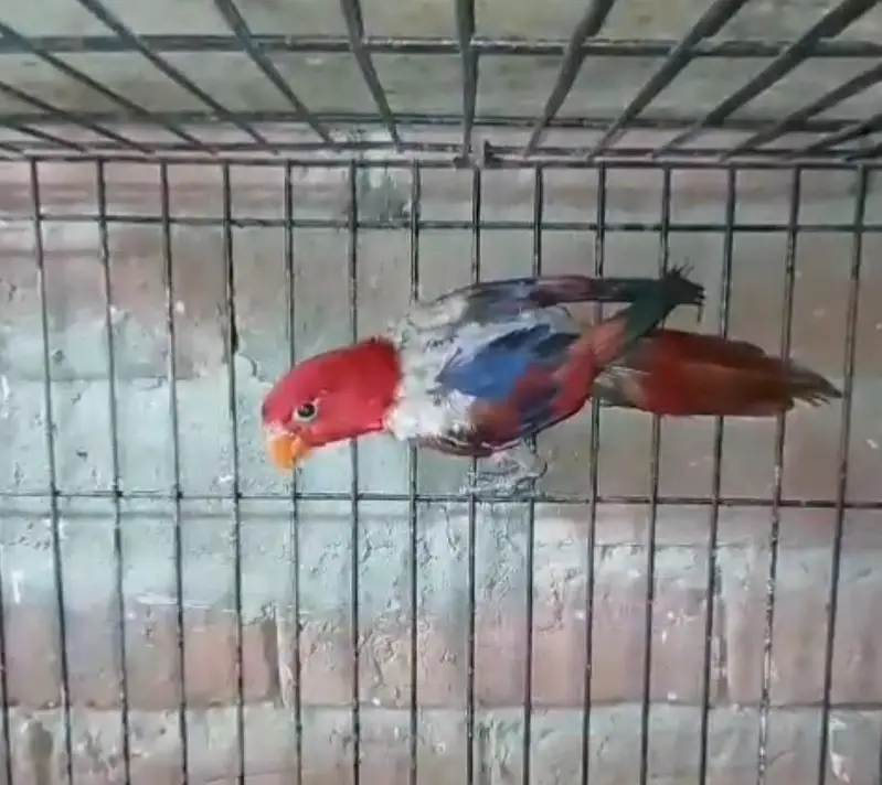 Red Molucun Lorry Breeder Male — photo 2