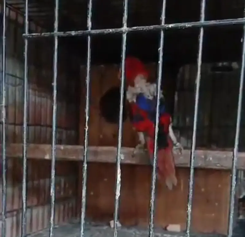 Red Molucun Lorry Breeder Male — photo 3