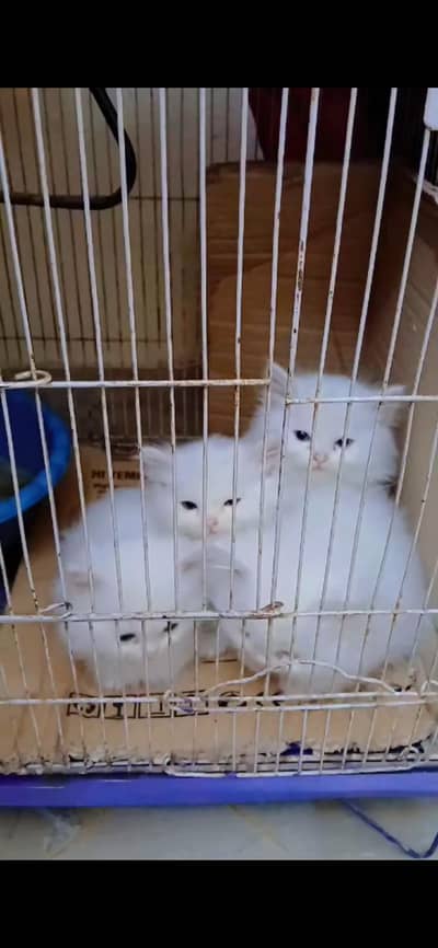 Persian kitten (discount ho jaye ga)