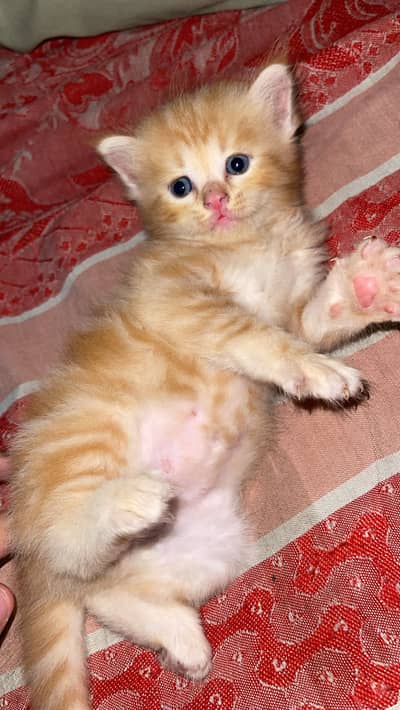 Persian cat