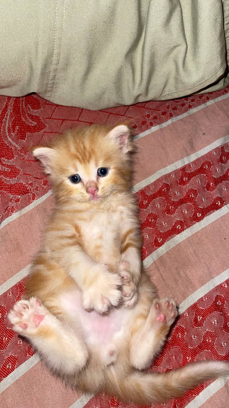 Persian cat 1
