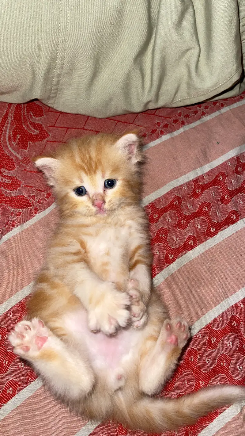 Persian cat — photo 2