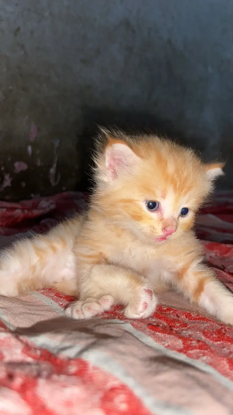 Persian cat — photo 3
