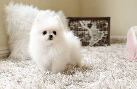 Pomeranian puppies/Shih Tzu puppies 0313*9363*417