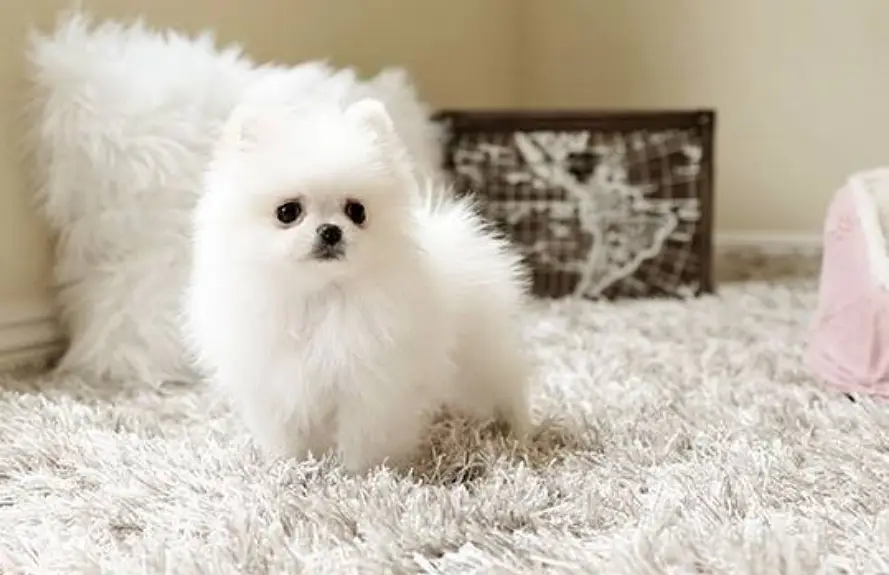 Pomeranian puppies/Shih Tzu puppies 0313*9363*417