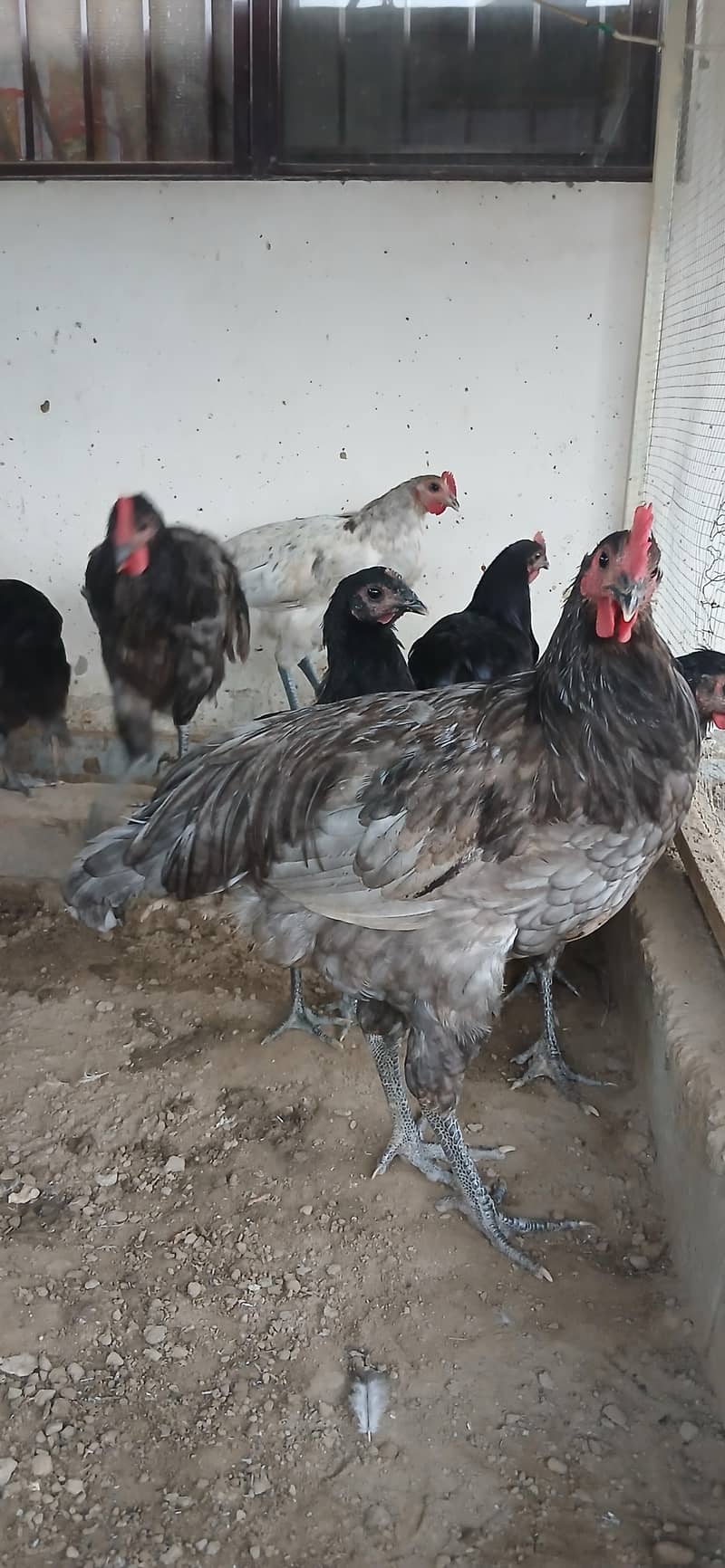 msle australorp heritage bread 0