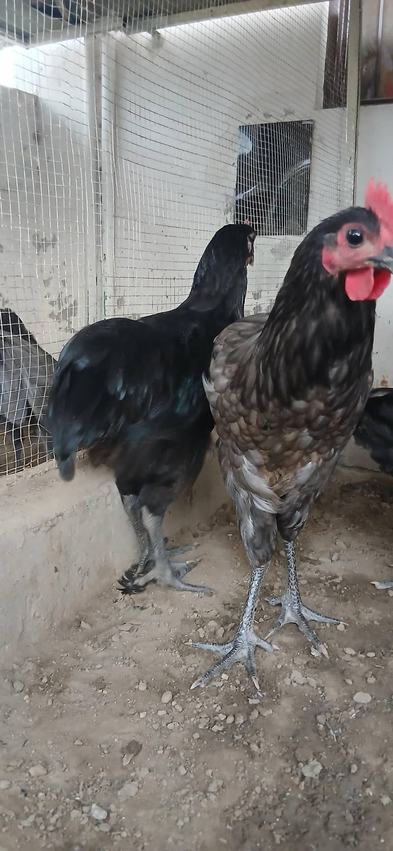 msle australorp heritage bread 1