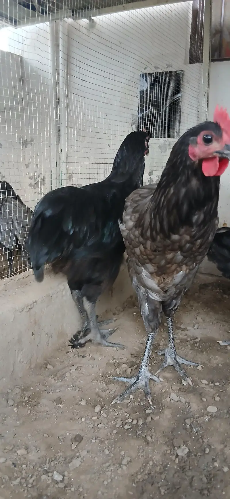 msle australorp heritage bread — photo 2