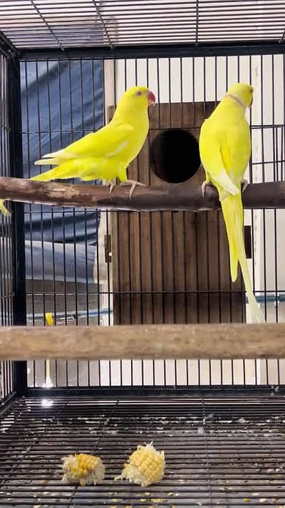 YELLOW RINGNECK BREEDER PAIR AVAILABLE