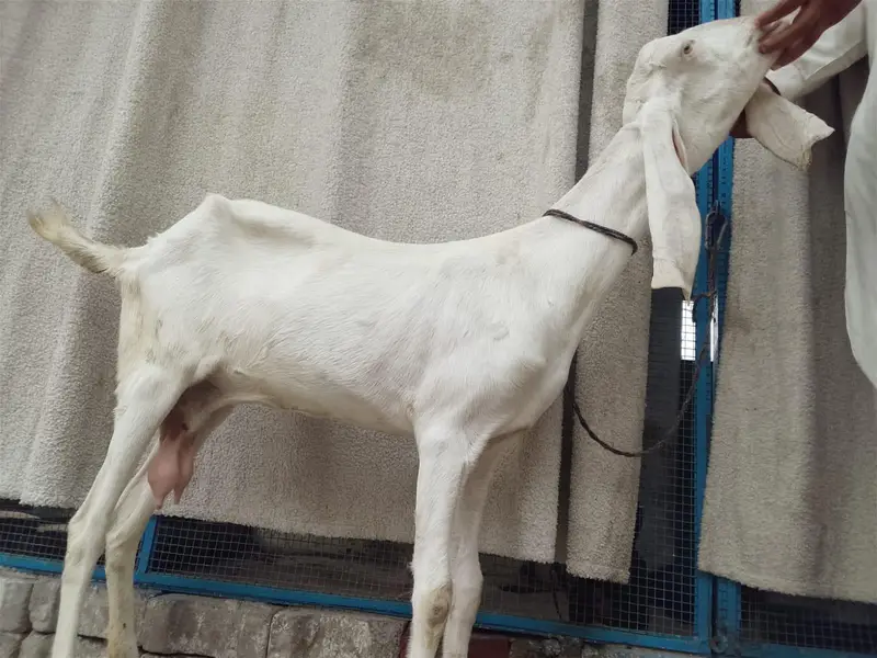 4dant ha ek fresh lagi ha lakin soda Khali ka ha  +92 334 5600061 — photo 2
