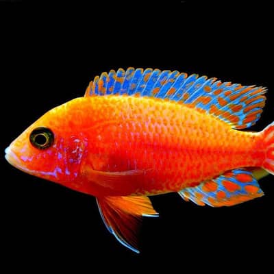 A+ grade ciclids available at us in bright colors. all colors .