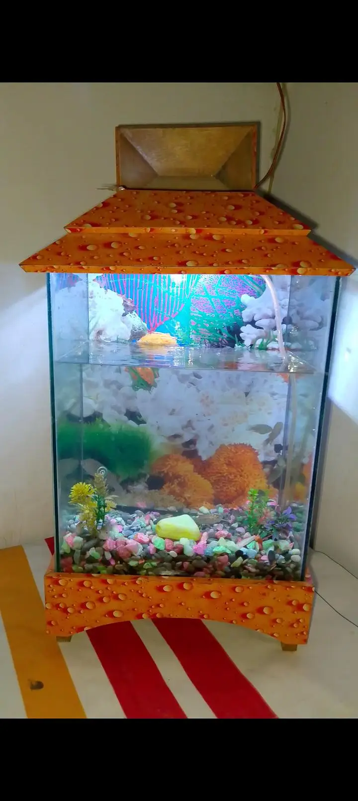fish aquarium
