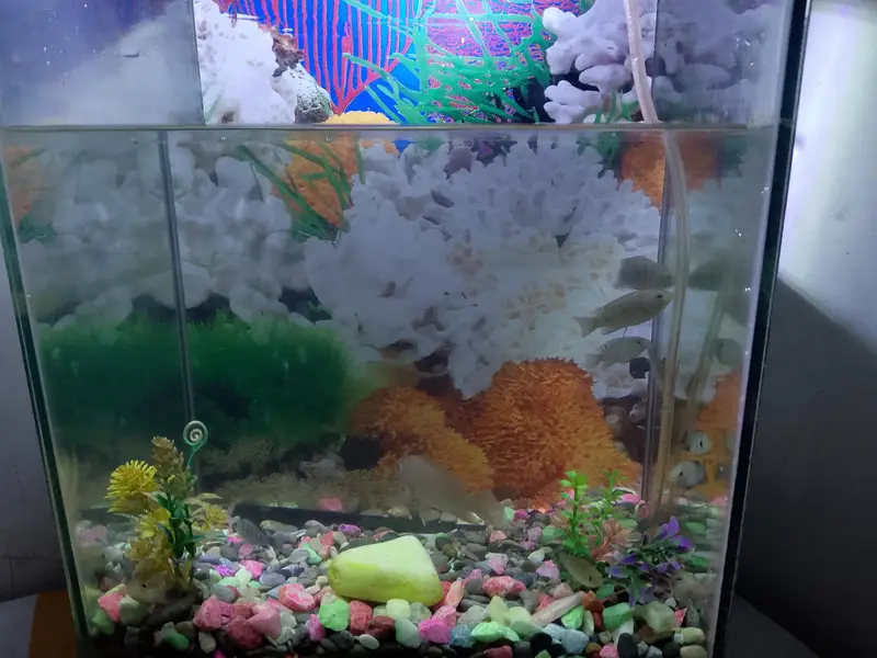 fish aquarium — photo 2