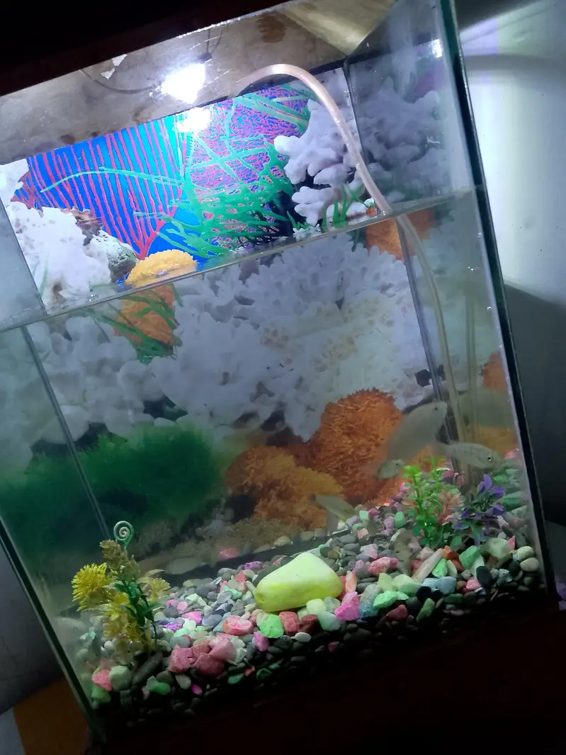 fish aquarium — photo 3