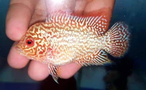 A+ Grade flower horns male with huge water koks available.