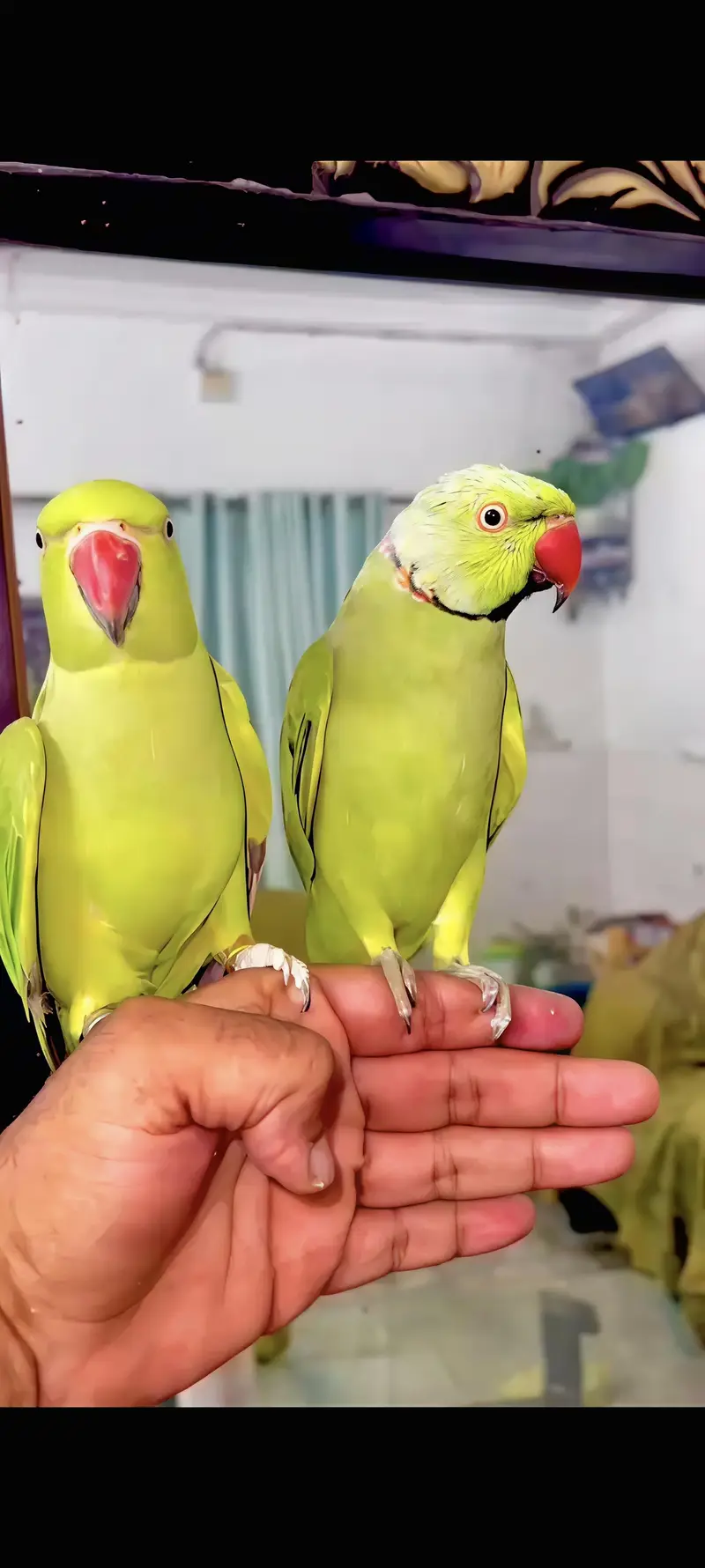 YELLOW RINGNECK BREEDER PAIR AVAILABLE — photo 2