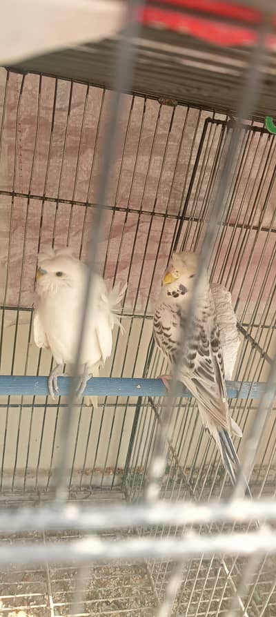 under size white albino hogRoma double flower male TCB female