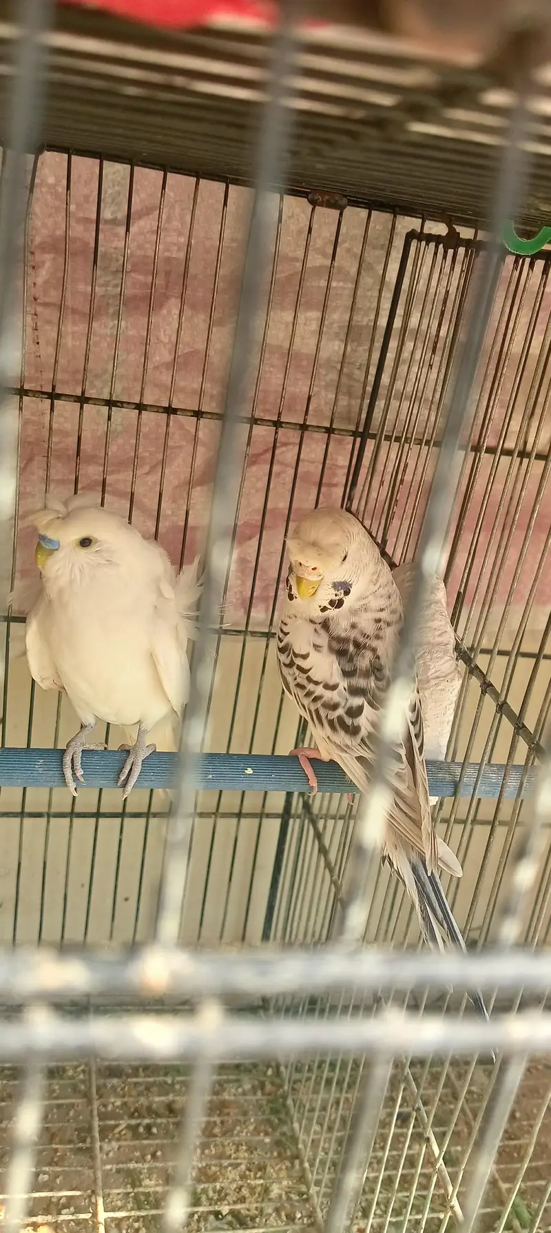 under size white albino hogRoma double flower male TCB female — photo 2