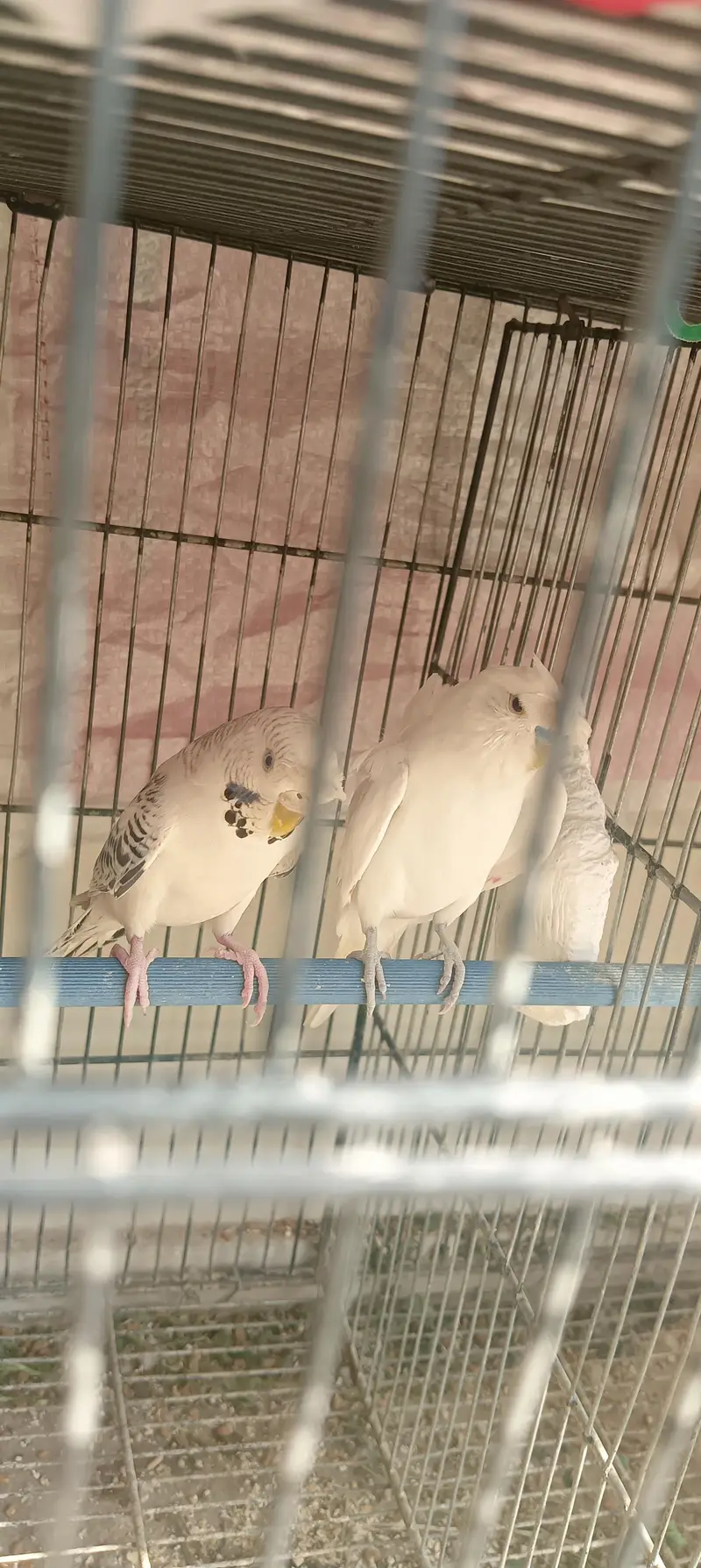 under size white albino hogRoma double flower male TCB female — photo 4