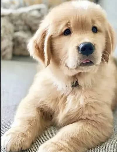Golden retriever puppies 0313*9363417